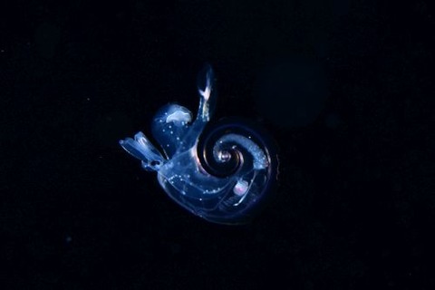 刺激的な水中生物