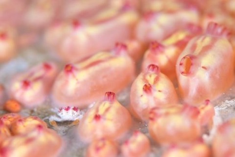 コンペイトウコブシガニ