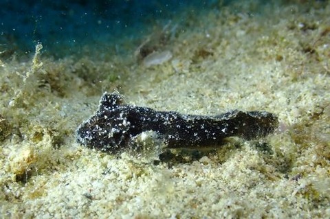 イボオコゼ科の1種