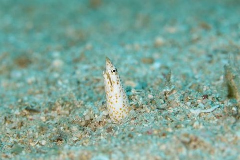 シャープスノウト・スネーク・イール