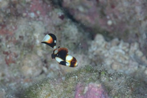 ムスジコショウダイ