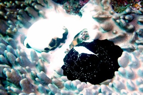 ウミウサギガイ