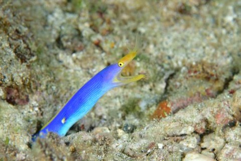 ハナヒゲウツボ