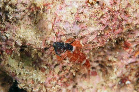 ヘビギンポ科の1種