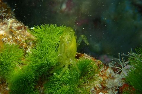 マルトサカガザミ