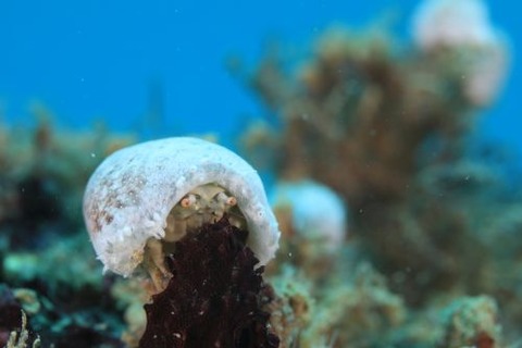 オガサワラカムリ