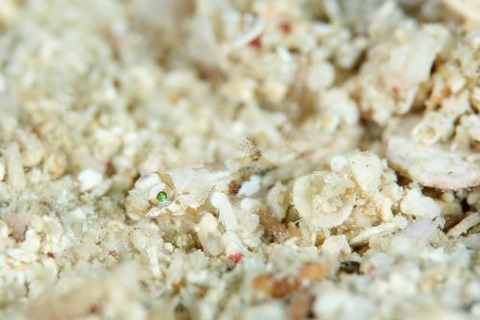 ヨリメハゼ属の1種