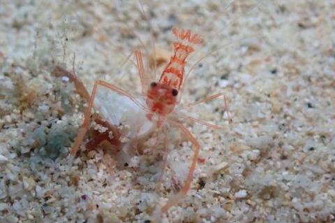 スベスベオトヒメエビ属の1種