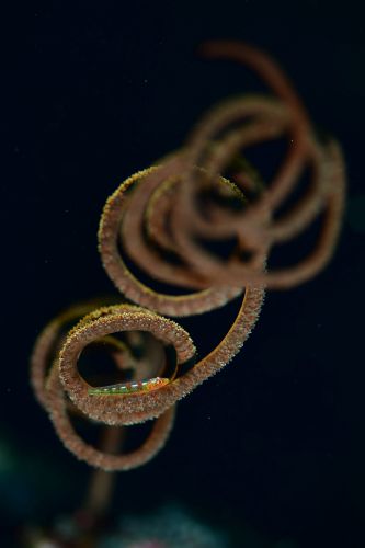 ガラスハゼ