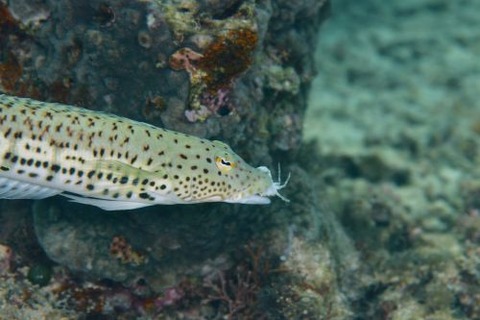 オグロトラギス