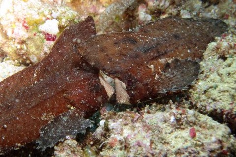 ツマジロオコゼ