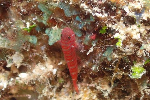 スジシマイソハゼ