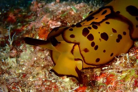 チギレフシエラガイ