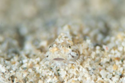 ヒゲモジャハゼ