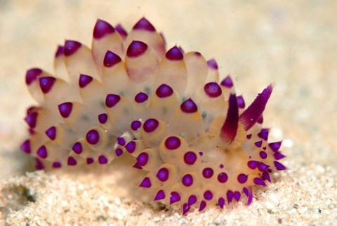 コヤナギウミウシ科の1種