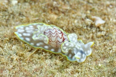 チャシボリガイ