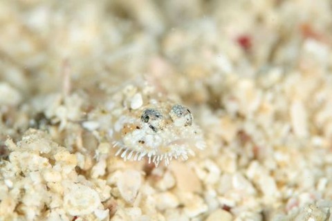 ヒゲモジャハゼ