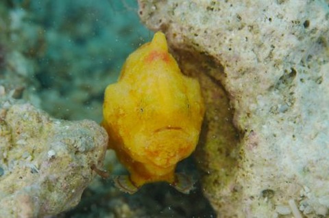 カエルアンコウモドキ