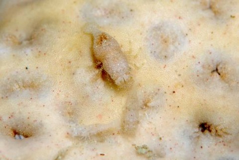 カクレモエビ属の1種