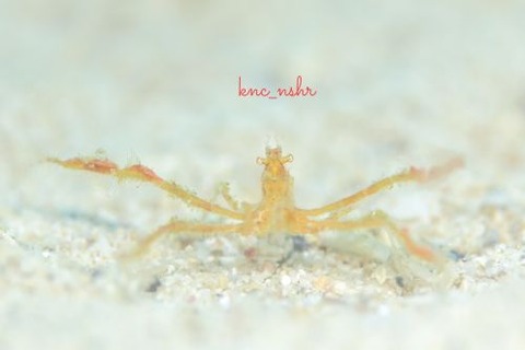 クモガニ科の1種