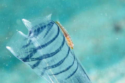 ウミショウブハゼ属の1種