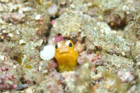 ホシカゲアゴアマダイ