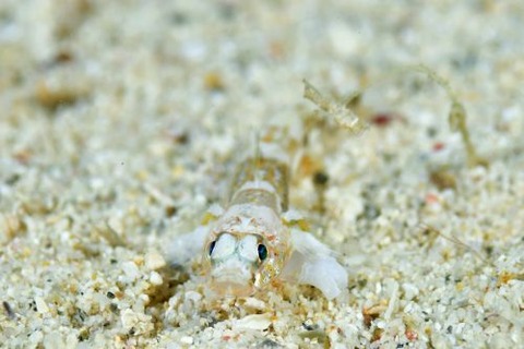 ヨリメハゼ属の1種