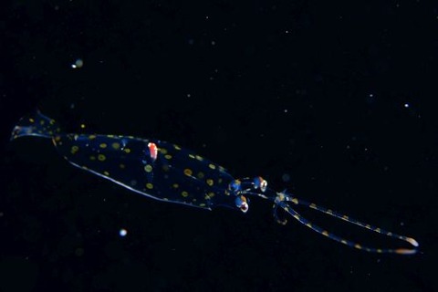 刺激的な水中生物