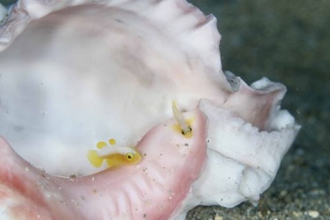 ナカモトイロワケハゼ