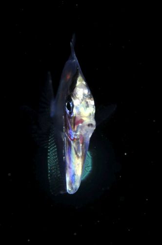 刺激的な水中生物