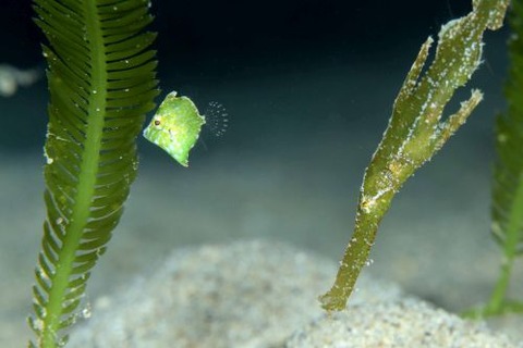 セダカカワハギ