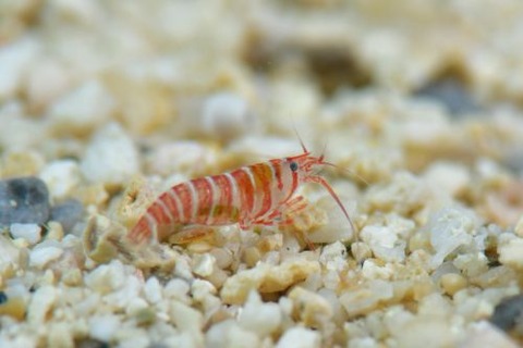 カザリムラサキエビ