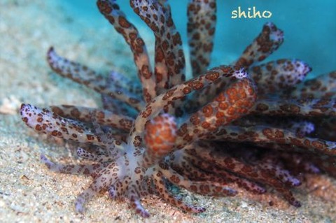 オオコノハミノウミウシ