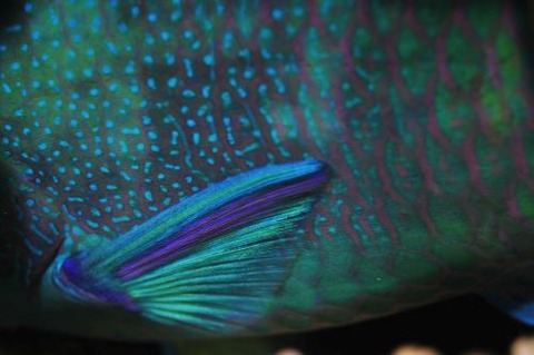刺激的な水中生物