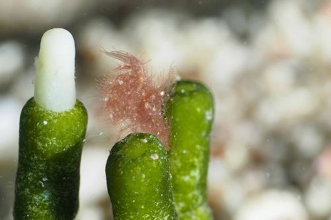 フィコカリス・シムランス