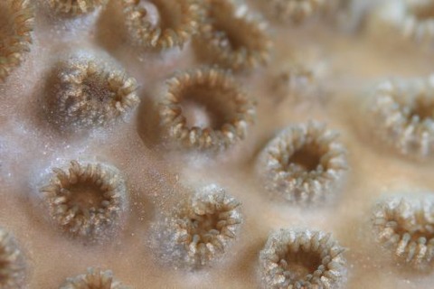 カクレモエビ属の1種