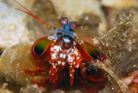 モンハナシャコ