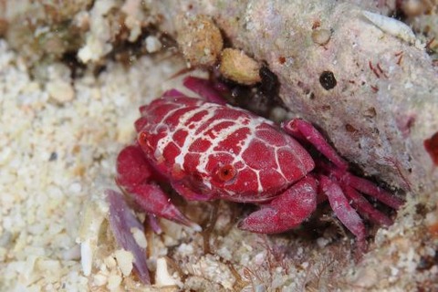 シロスジベニオウギガニ