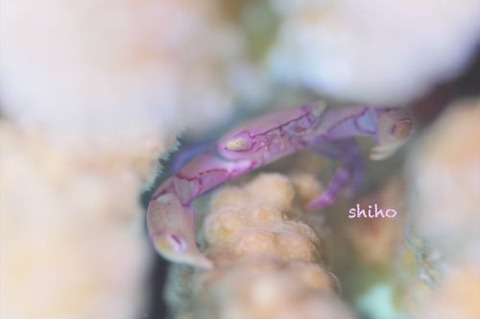 カバイロサンゴガニ