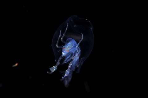 刺激的な水中生物