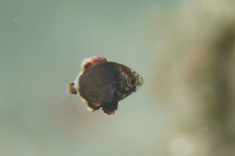 ヒメツバメウオ