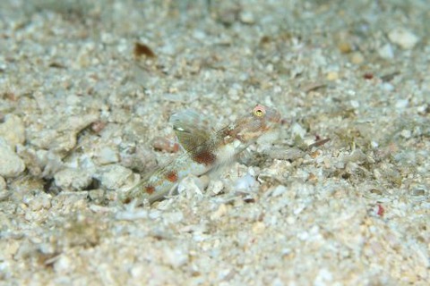 ホタルビオニハゼ