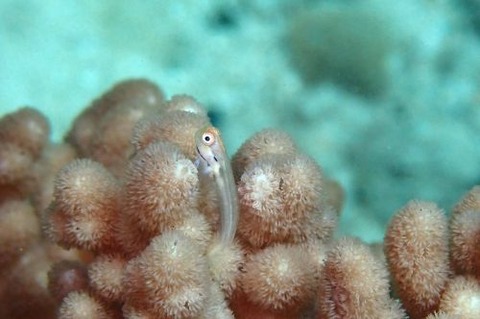 イシガキカエルウオ