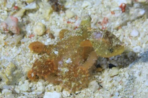 カクレダコのなかま