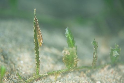 ウミショウブハゼ属の1種