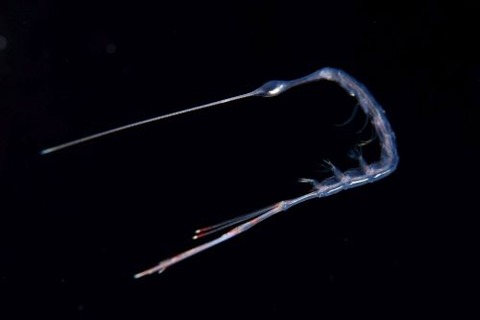 刺激的な水中生物