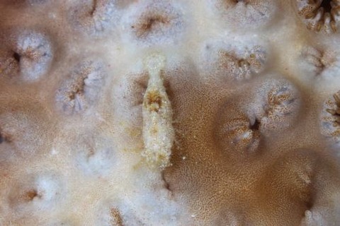 カクレモエビ属の1種