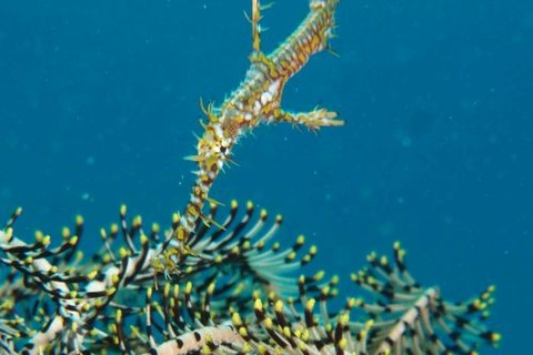 ニシキフウライウオ