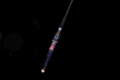 刺激的な水中生物