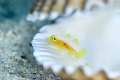 ナカモトイロワケハゼ